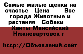 Самые милые щенки на счастье › Цена ­ 1 - Все города Животные и растения » Собаки   . Ханты-Мансийский,Нижневартовск г.